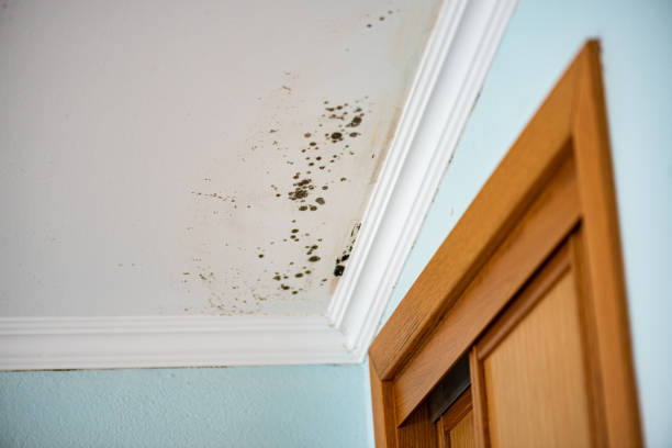 Professional Mold Removal in East Rochester, NY