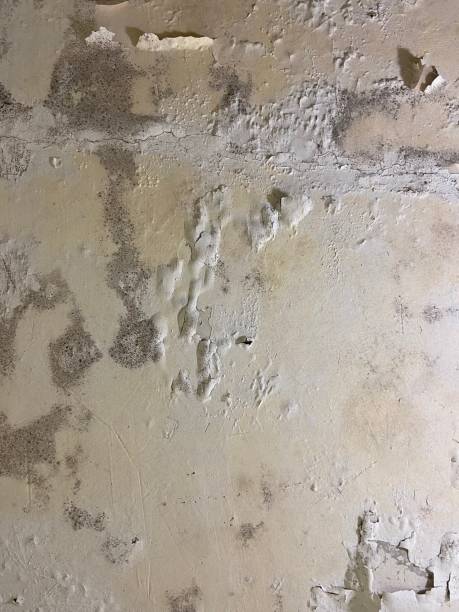 Certified Mold Removal in East Rochester, NY
