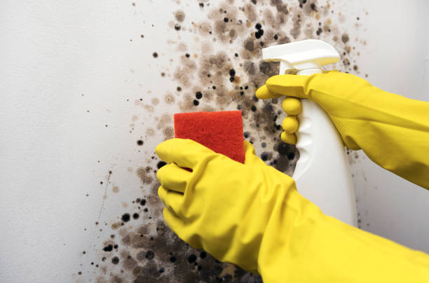 Best Best Mold Removal Companies  in East Rochester, NY