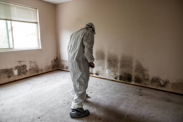Best Residential Mold Removal  in East Rochester, NY